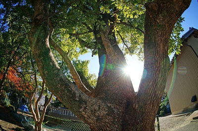 Big tree of three wisdoms of Buddha Shinto shrine