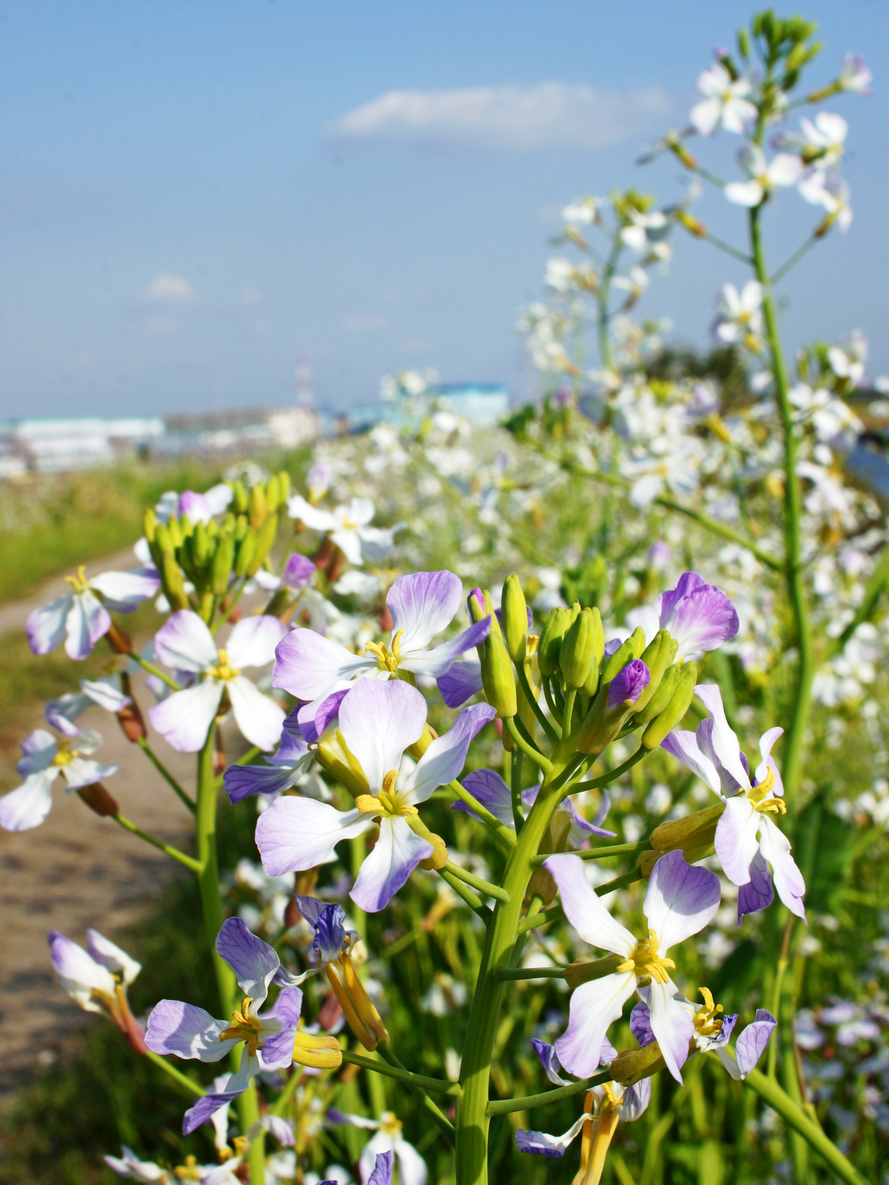 Flower of good large river Raphanus sativus