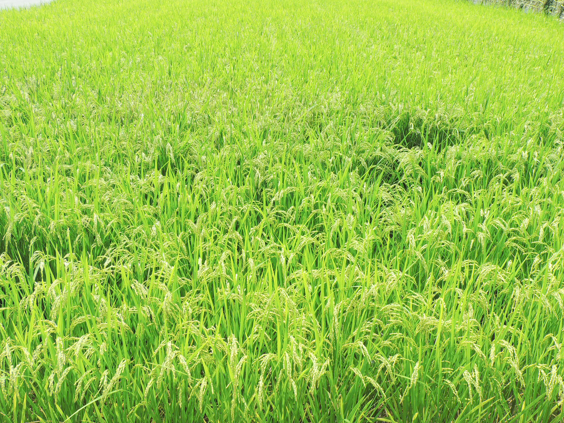 Kanie-cho rice field