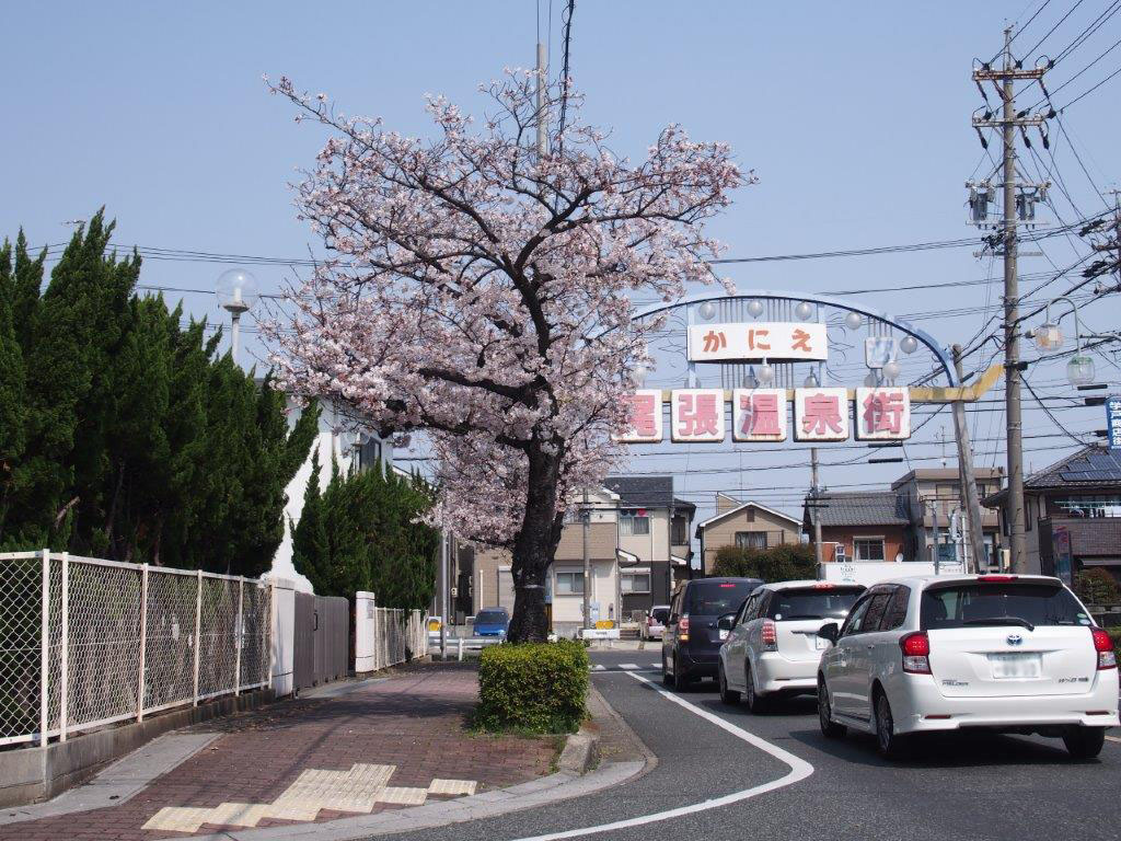 Cherry blossoms of Owari Onsen-dori St.