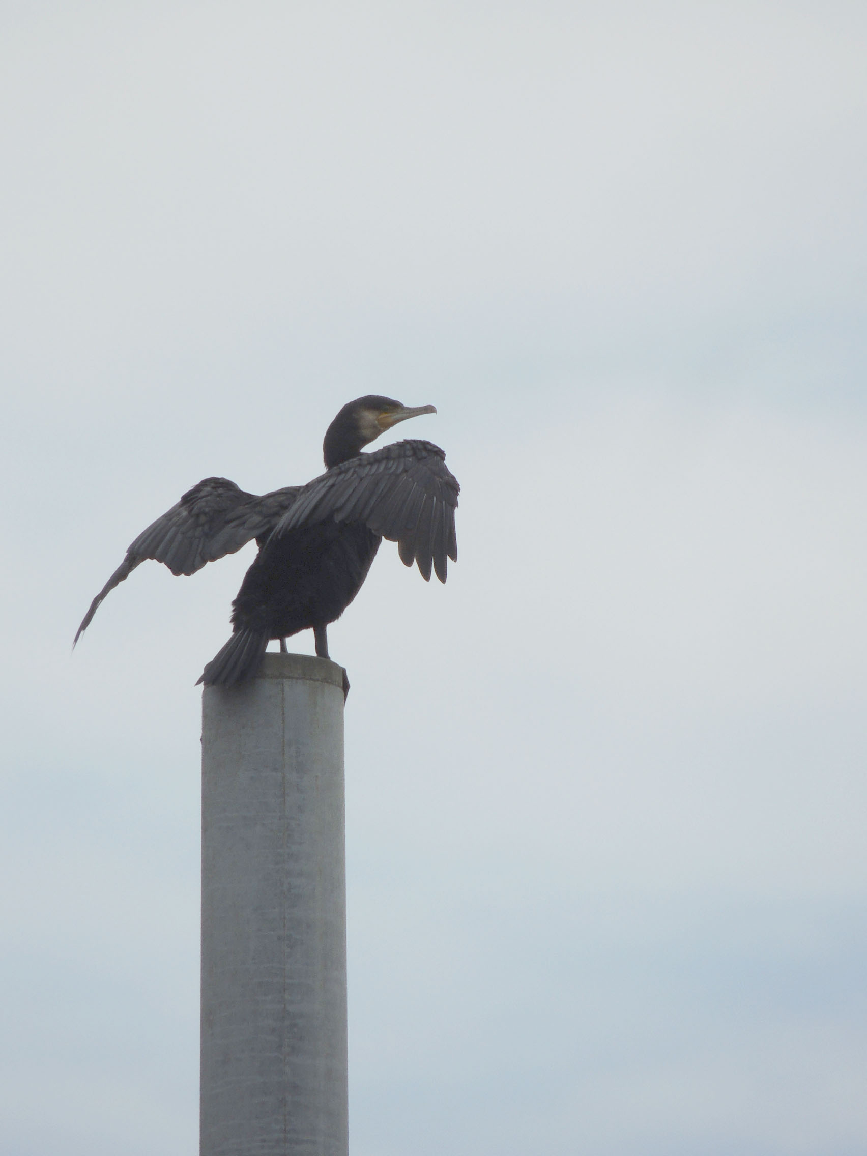 River cormorant