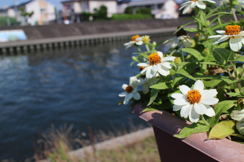 蟹江川沿いの花