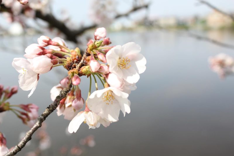 佐屋川の桜