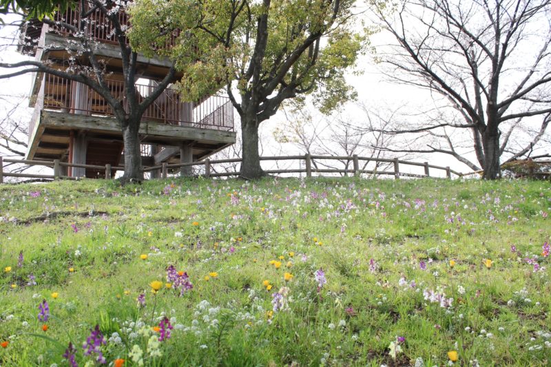 佐屋川創郷公園の斜面の花