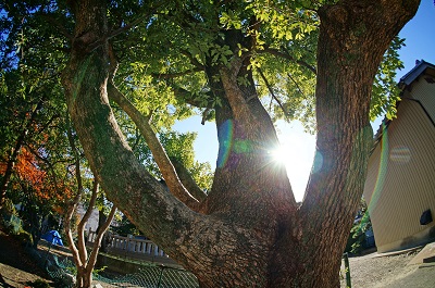 三明神社の大木