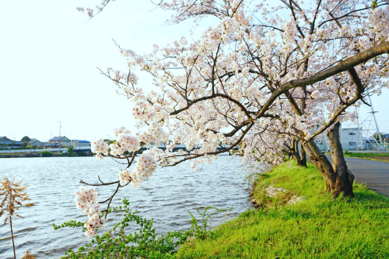 佐屋川沿いの桜