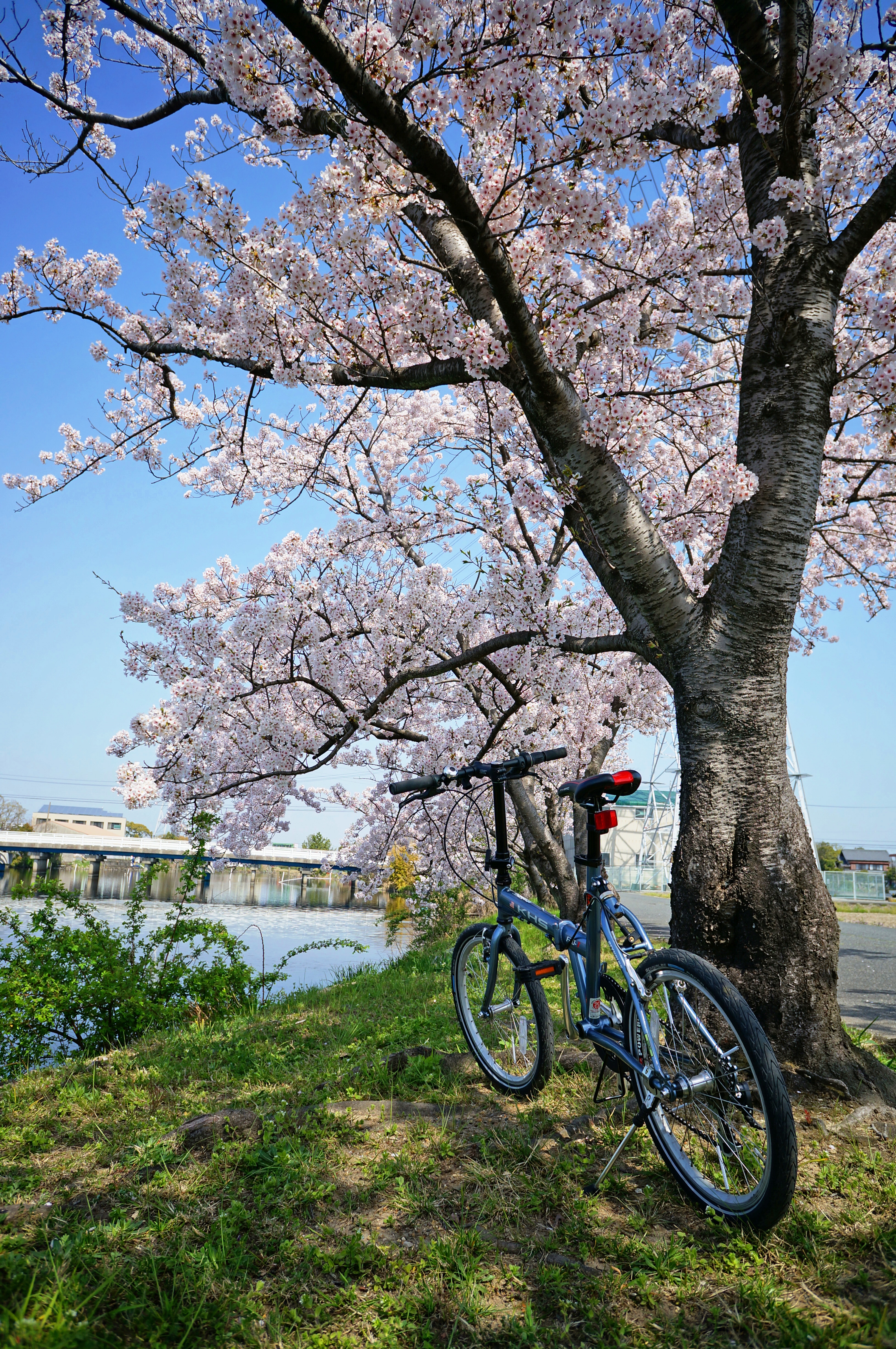 佐屋川桜並木と自転車