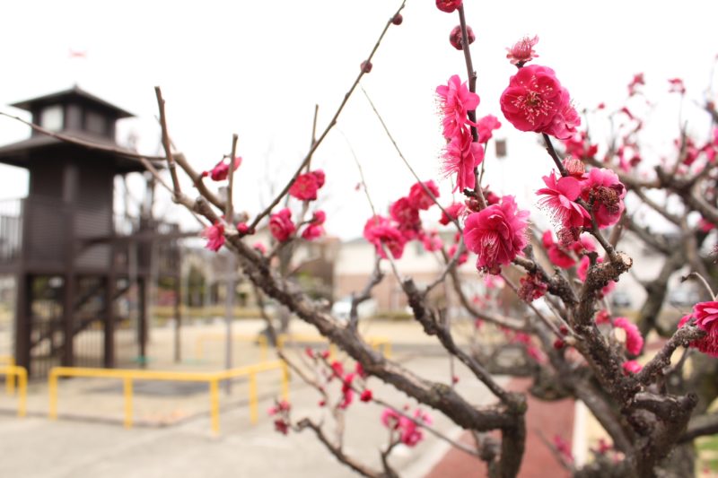 源氏塚公園の梅の花
