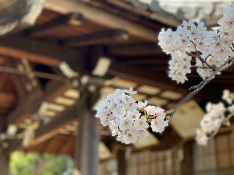 須成神社の桜