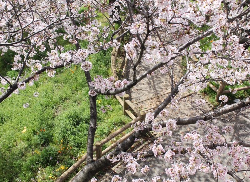 佐屋川創郷公園　展望台から見下ろした桜