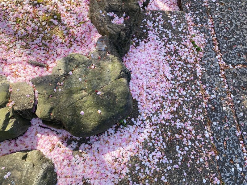 法応寺の散った桜