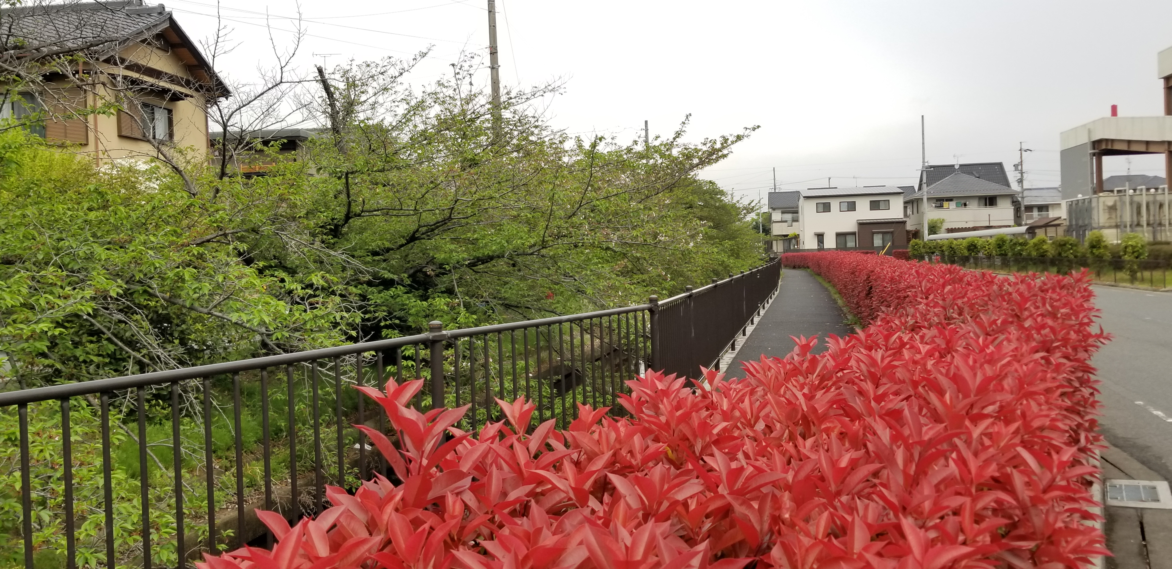 green vs. red at 藤丸団地